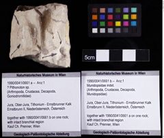 Foto (Objket + Etiketten) von ? Pithonoton sp. 